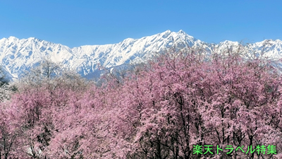 甲信越の桜名所9選！