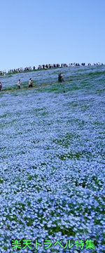 青色の絨毯・絶景ネモフィラ畑 15選