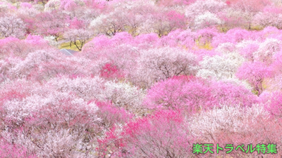 全国 梅林の絶景