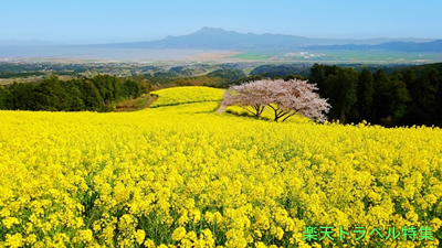 黄色の絶景！菜の花畑 38選