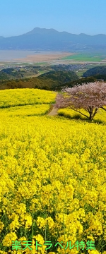 黄色の絶景！菜の花畑 38選